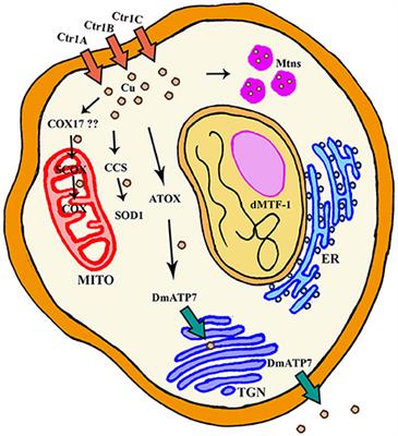 Copper and Zinc Homeostasis: Lessons from Drosophila melanogaster